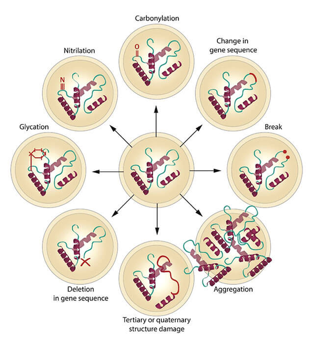 macromolecular damage macromolecular damage