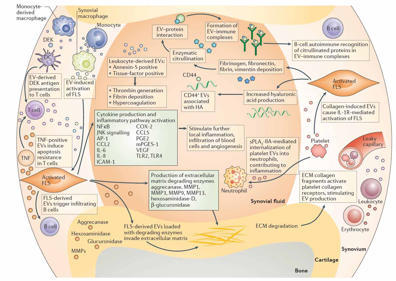 Mesenchmal Stem Cells Extracellular Vesicles Exosomes Exosomes Knee Repair large Mesenchmal Stem Cells Extracellular Vesicles Exosomes Exosomes Knee Repair large