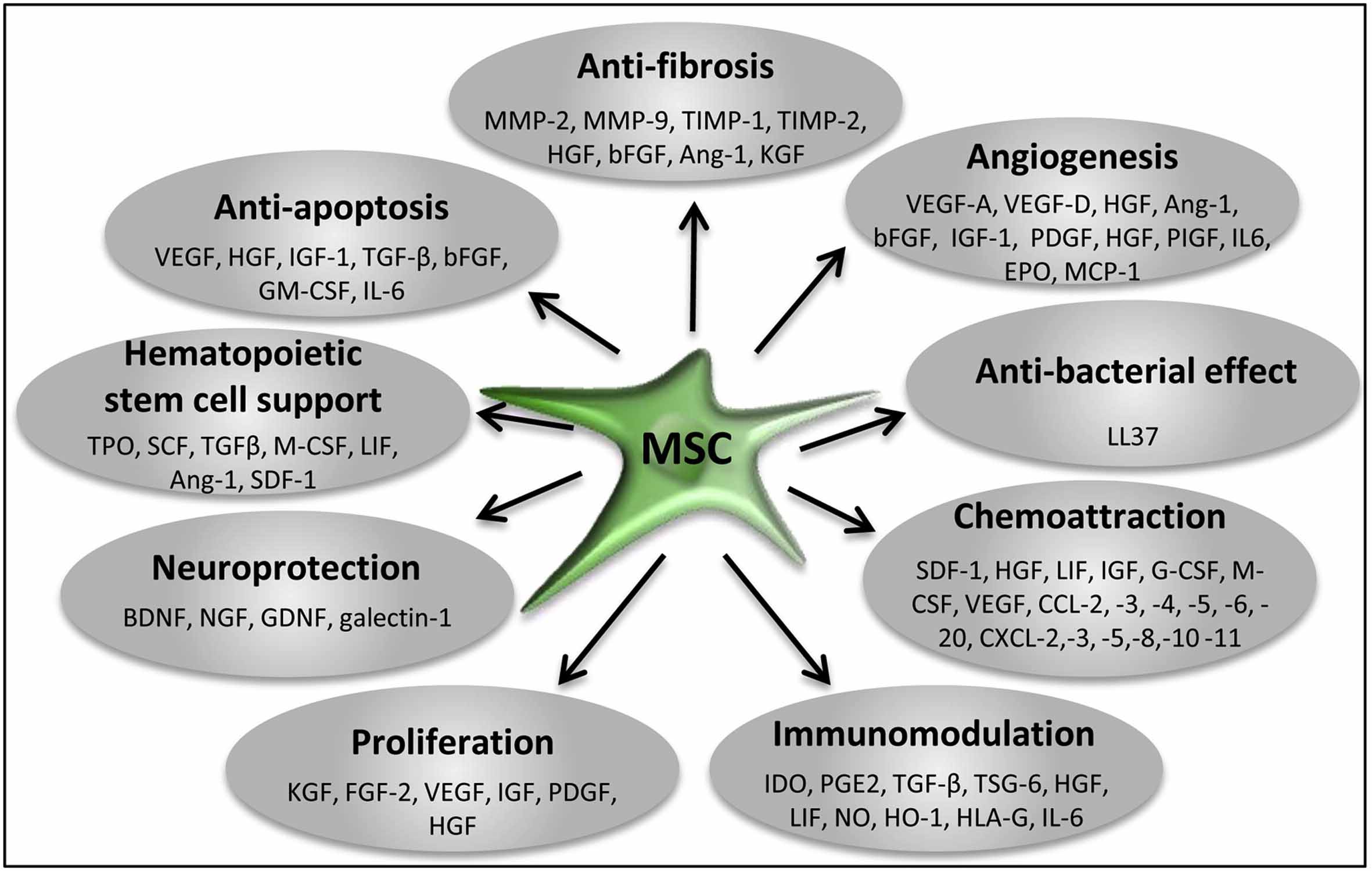 Stem Cell Secretome Paracrine Factors Stem Cell Secretome Paracrine Factors