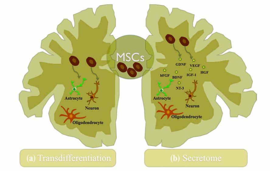 Stem Cell Secretome neuroprotection neurotrophic activity Stem Cell Secretome neuroprotection neurotrophic activity