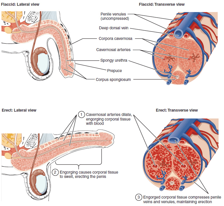 Erectile blood vessel system | Germany Erectile blood vessel system | Germany
