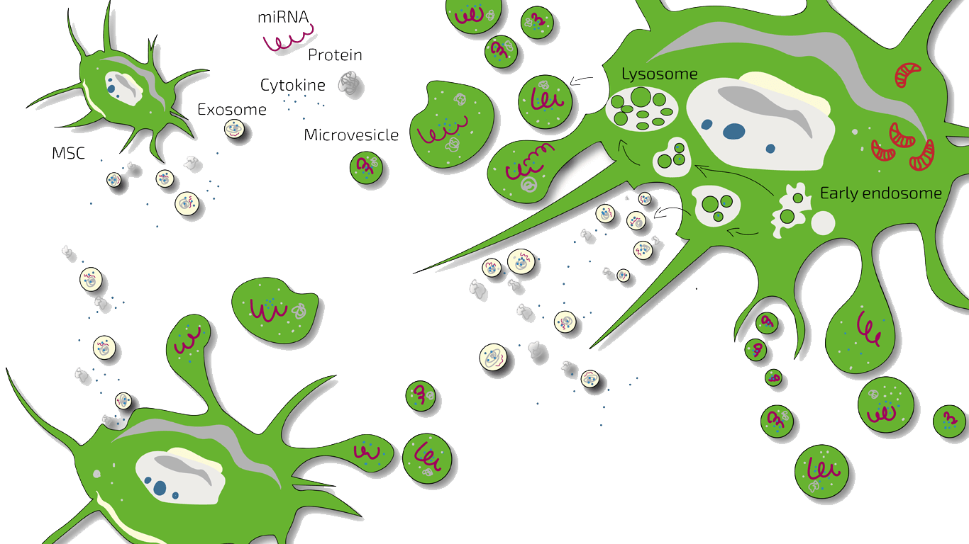 Mesenchymal stromal cells releasing extracellular vesicles, miRNA, proteins and cytokines investigated in cell-free mesenchymal stem cell therapy.