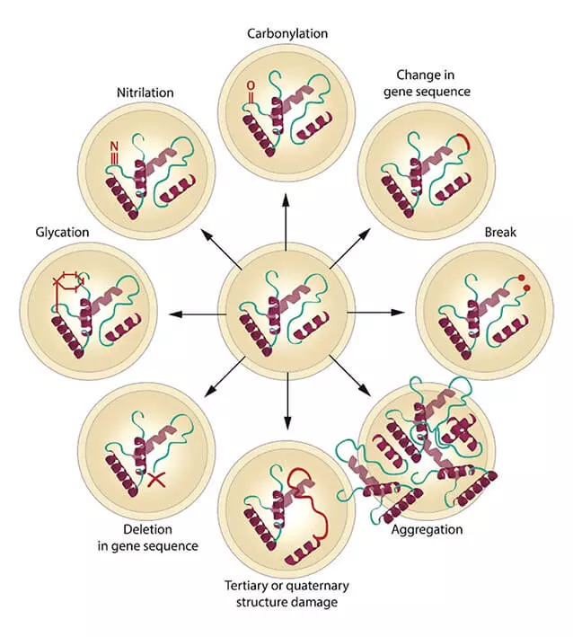 macromolecular damage macromolecular damage