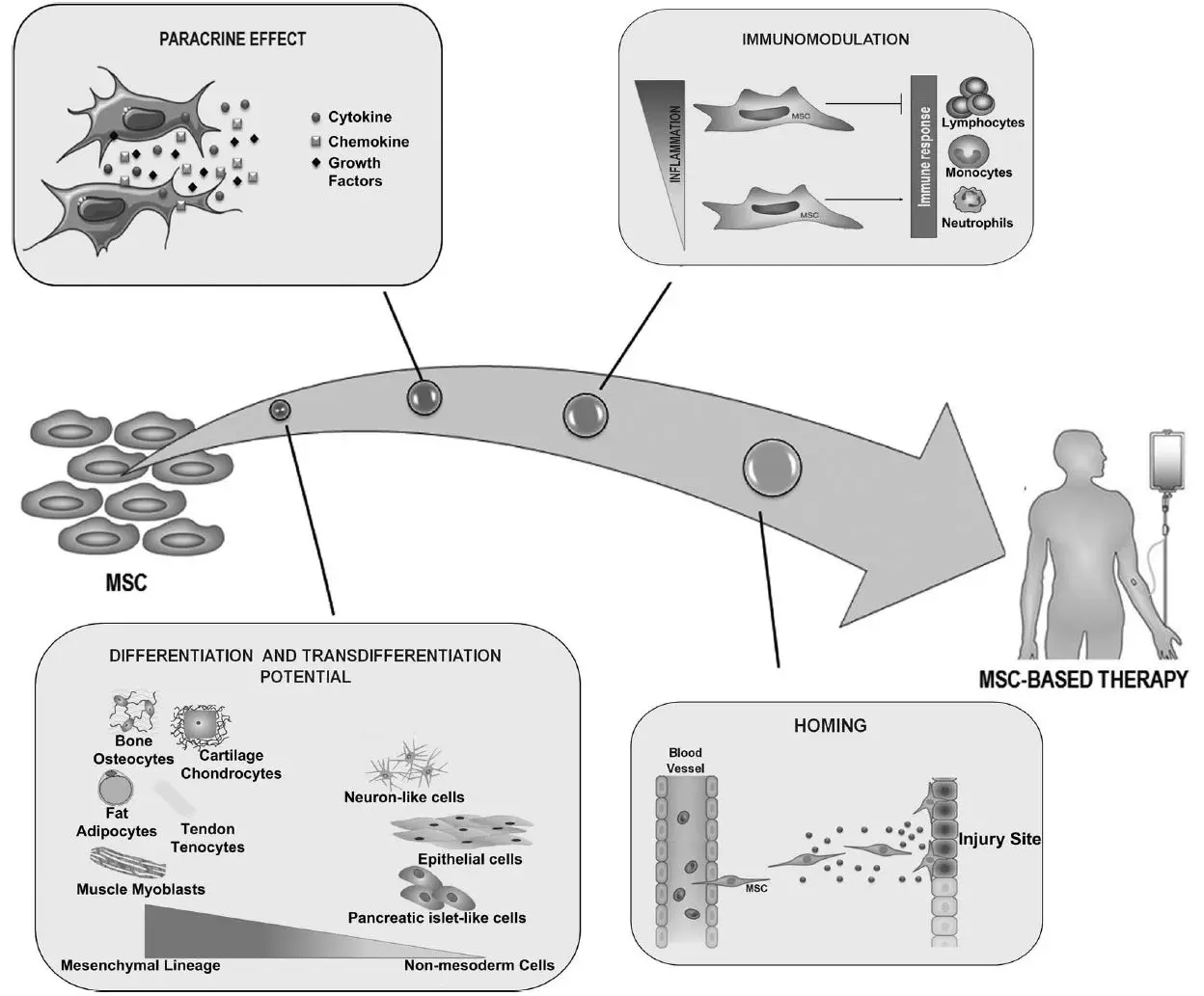 Effects of Mesenchymal Stem Cells MSC Effects of Mesenchymal Stem Cells MSC