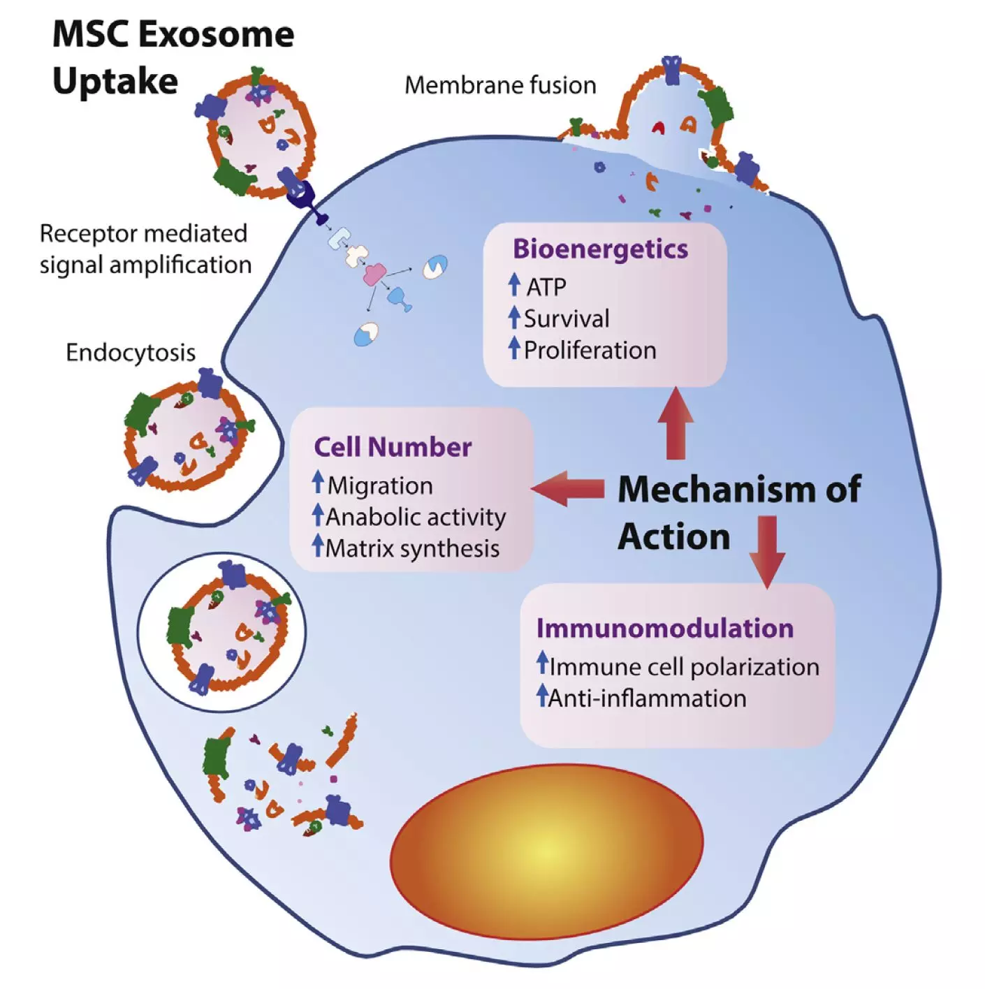 Exosome action on Mesenchymal Stem Cells Exosome action on Mesenchymal Stem Cells