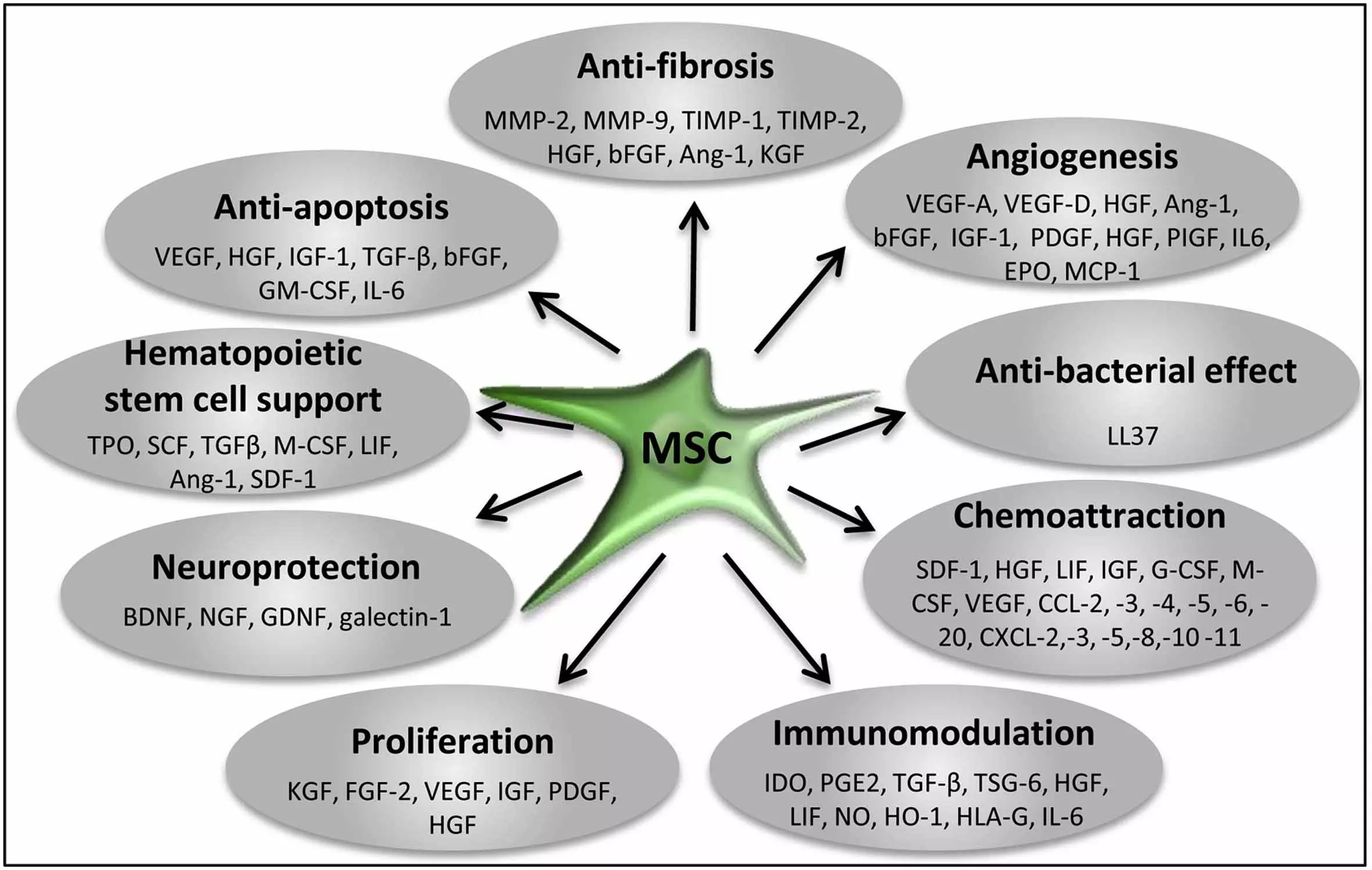 Stem Cell Secretome Paracrine Factors Stem Cell Secretome Paracrine Factors