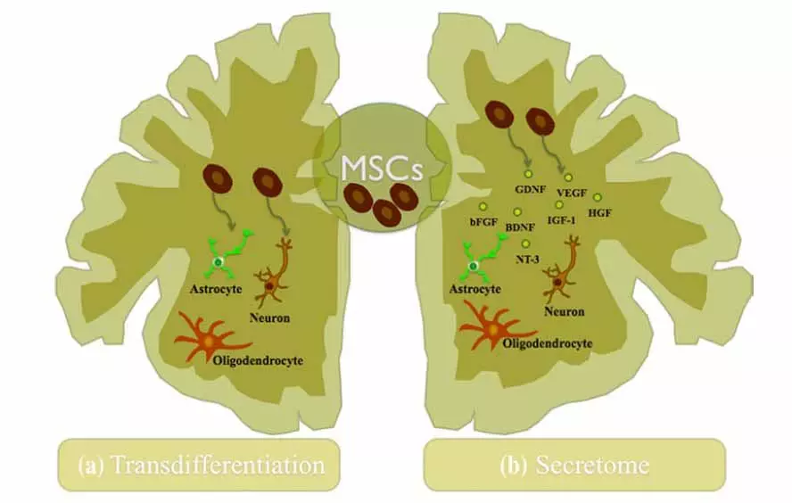 Stem Cell Secretome neuroprotection neurotrophic activity Stem Cell Secretome neuroprotection neurotrophic activity