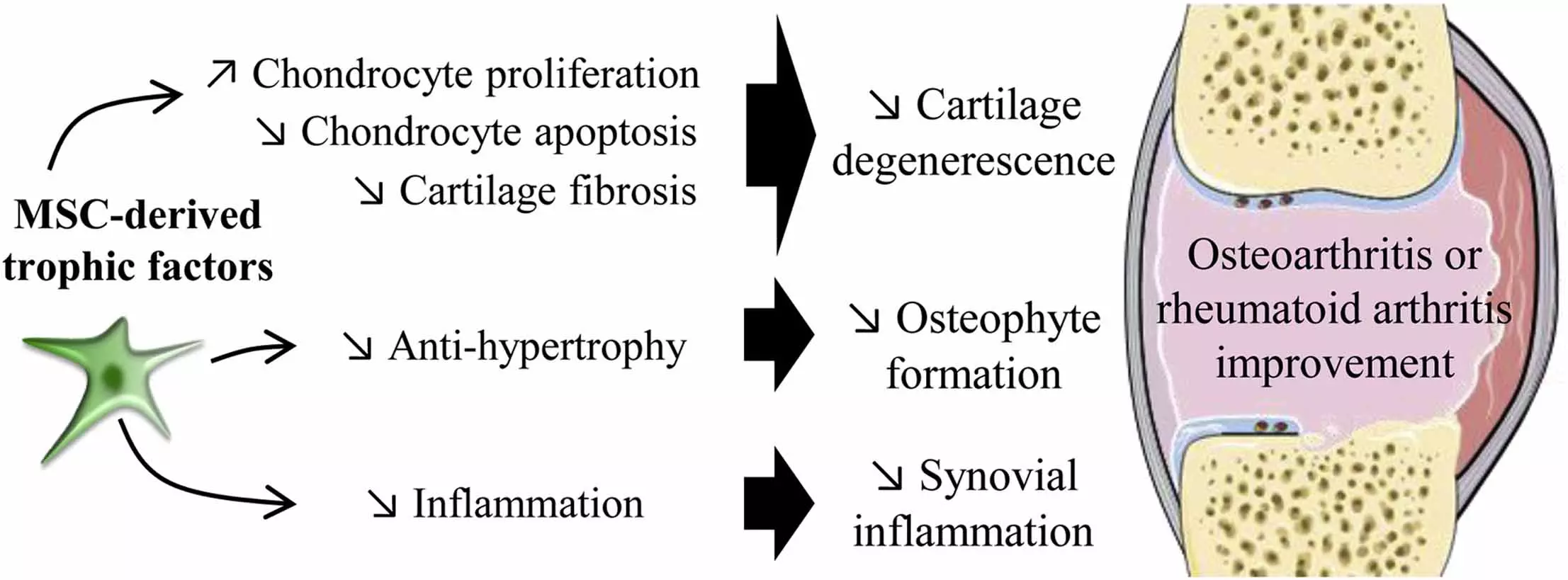 Stem Cell effect on OA Stem Cell effect on OA