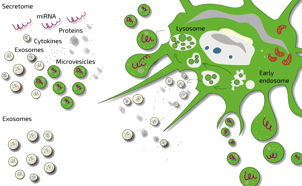 stem-cells-therapy-comparison-secretome-exosome | ANOVA IRM |Germany