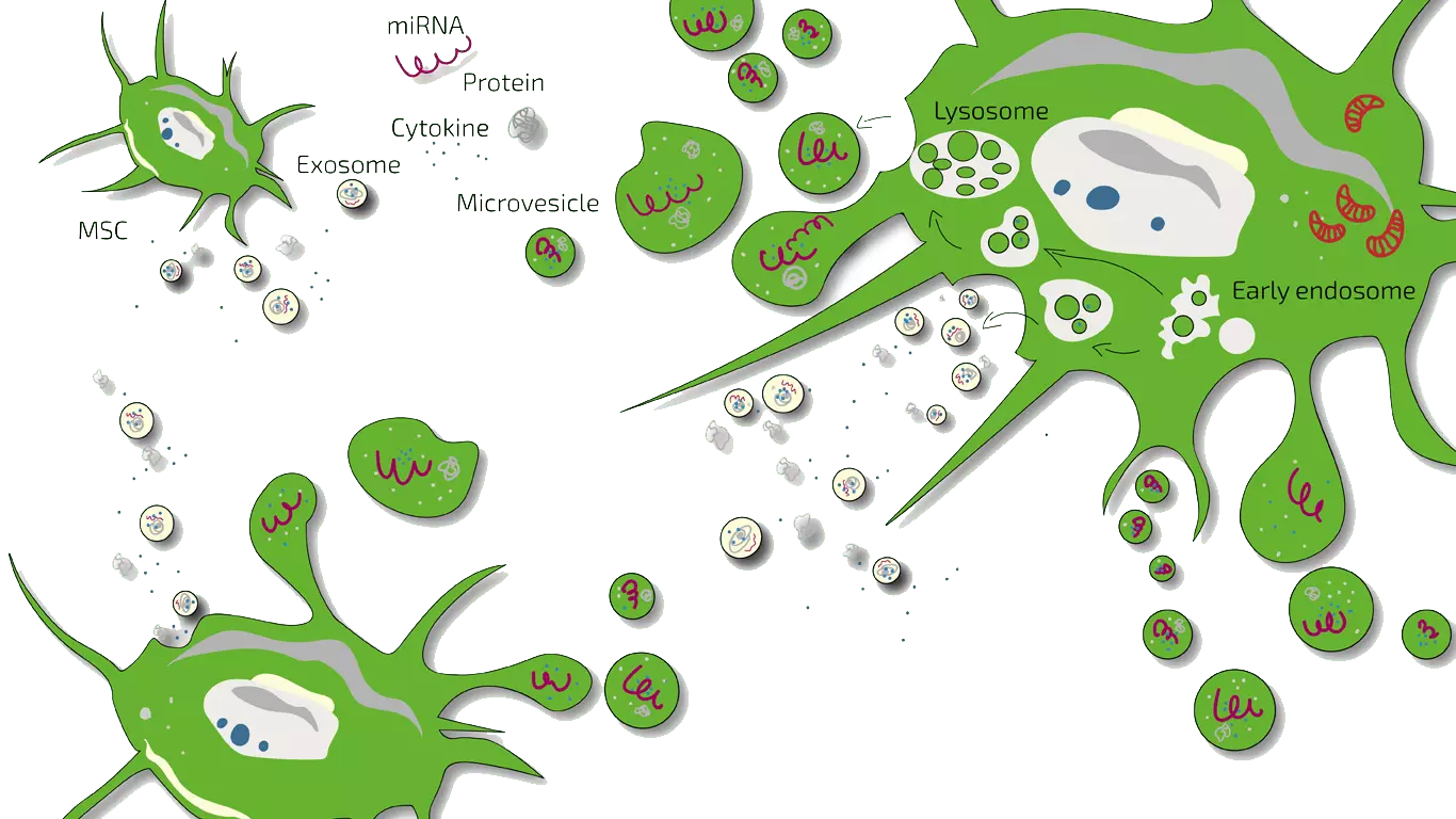 MSC-Secretome-Exosom-Therapie | Deutschland