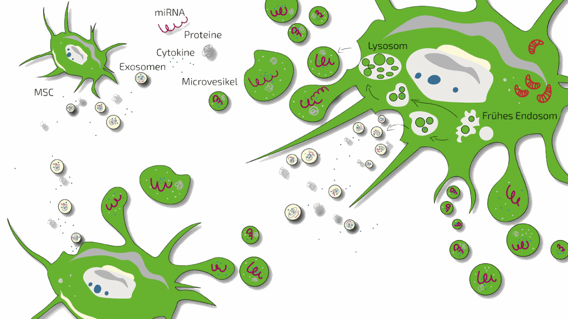 Schema einer mesenchymalen Stammzelle (MSC), die Exosomen, Mikrovesikel, Proteine, Zytokine und miRNA freisetzt – Bestandteile des MSC-Sekretoms